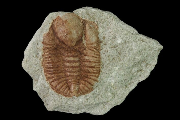 Ordovician Trilobite (Ampyxina) Fossil - Missouri #137228